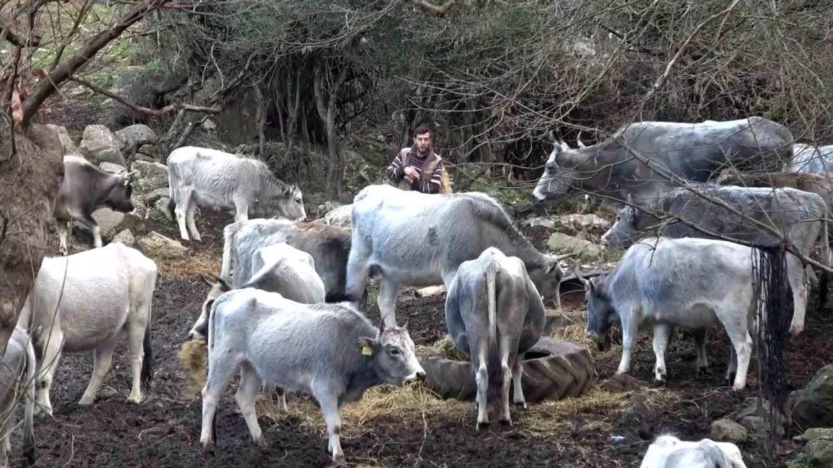 Bursa’da Danalar Katledildi